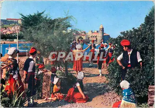 Cartes postales moderne Collioure Sardagnes dans les jardins de la Baiette