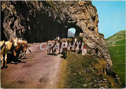 Cartes postales moderne Col d'Aubisque Le tunnel de la roche Bazon Vaches