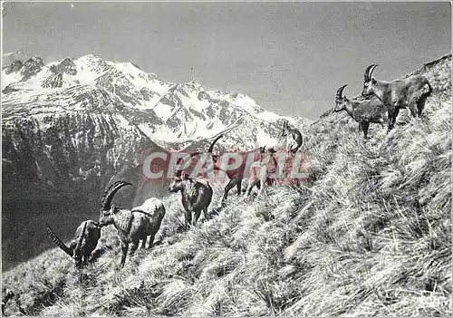 Moderne Karte Images de Chez Nous Bouquetins