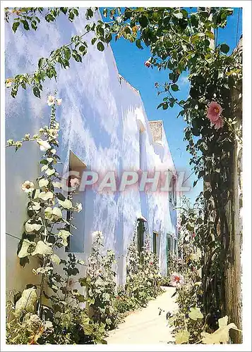 Cartes postales moderne Ile de Re Loix en Re Les Roses Tremieres dans la lumiere de l'le