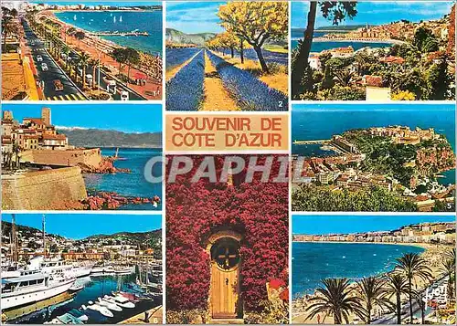 Cartes postales moderne Souvenir de la Cote d'Azur Cannes Champs de Lavande Menton Antibes