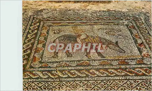 Cartes postales moderne Volubilis Mosaiques romains