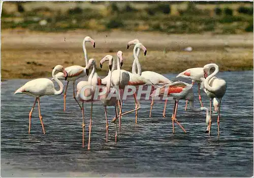 Moderne Karte En Camargue Un joli groupe de Flamants roses