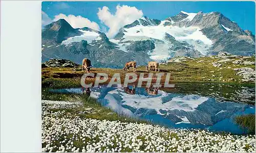 Cartes postales moderne Wollgras See am Berninapass mit Piz Cambrena
