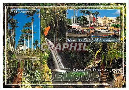 Cartes postales moderne Guadeloupe Pointe a Pitre Allee Dumanoir