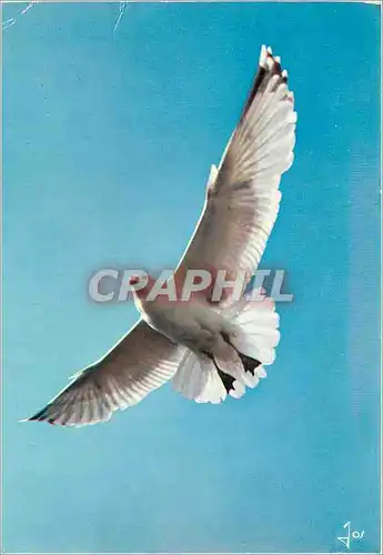 Cartes postales moderne Oiseaux de Bretagne Goeland argente