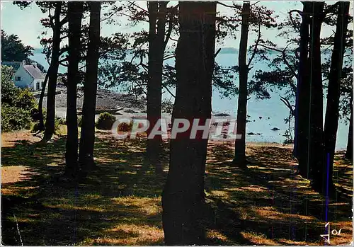 Cartes postales moderne L'Ile aux Moines Morbihan Le Bois d'Amour