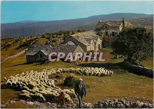 Cartes postales moderne Depart pour le Paturage Berger Moutons