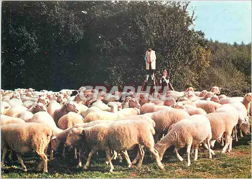 Cartes postales moderne Berger Moutons