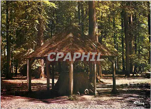 Cartes postales moderne Foret de Berche Sarthe L'ancien chene Boppe