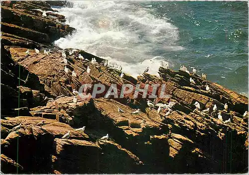 Moderne Karte La Cote Sauvage et ses oiseaux de mer