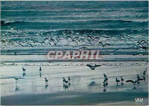 Cartes postales moderne La Mer Cote sableuse