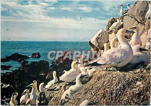 Moderne Karte La Bretagne En Couleurs Oiseaux De Bretagne