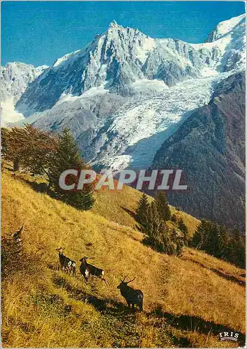 Cartes postales moderne Les daims en liberte dans le fond l'alguille du Midi et le glacier des Bossons