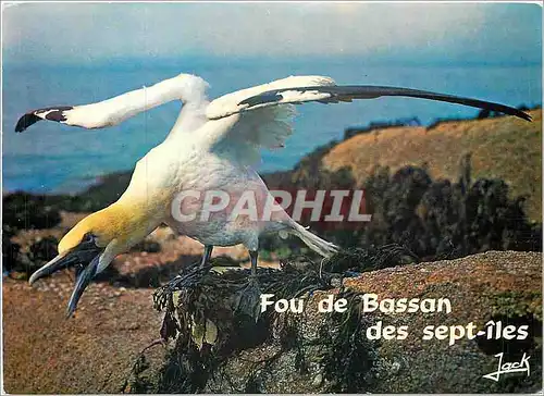 Cartes postales moderne Fou de Bassab des sept iles