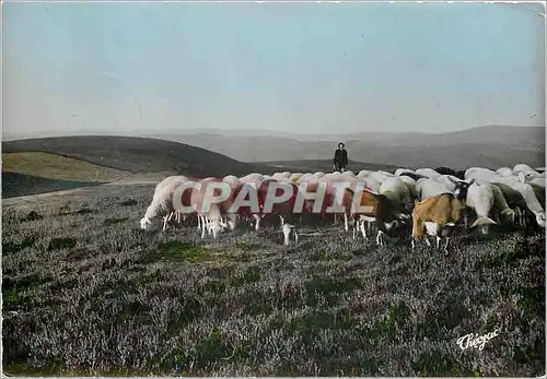 Cartes postales moderne La Correze Pittoresque Plus que les rues de Paris Berger Moutons