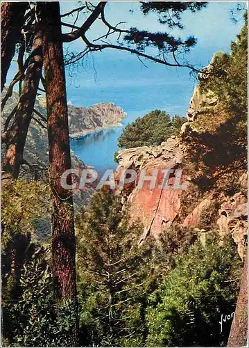Cartes postales moderne La Corse oasis de Beaute Les Calanches Ravin encadre de magnifiques roches rouges