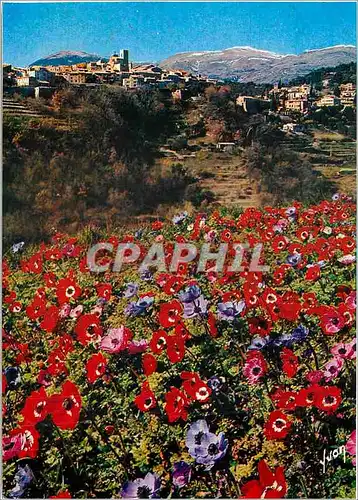 Cartes postales moderne La Cote d'Azur miracle de la nature Saint Paul De Vence Alpes Maritimes