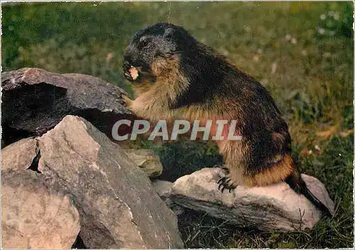 Moderne Karte La Marmotte Grand rongeur vivant en colonie