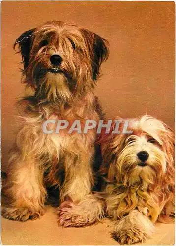 Cartes postales moderne Chiens