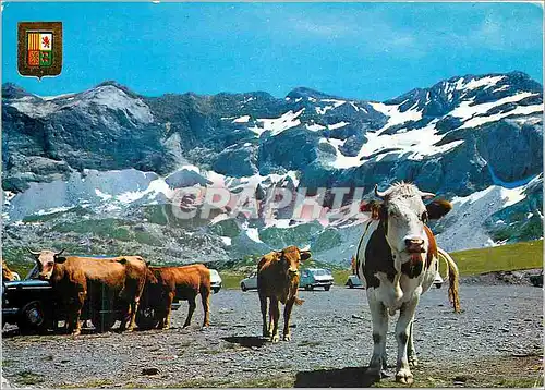 Cartes postales moderne Hautes Pyrenees Vallee d'Heau Cirque de Troumouse Vaches