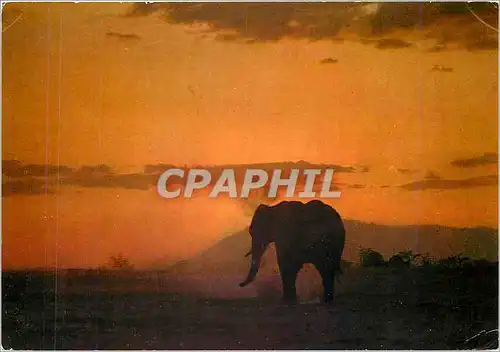 Cartes postales moderne East African wild life Elephant against sunrise