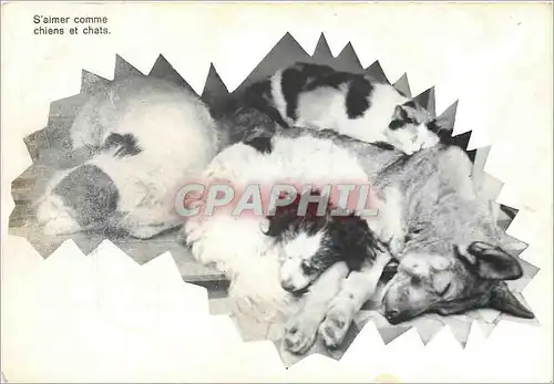 Cartes postales moderne Chiens et Chat de M Bre Tabacs Neuilly St Front