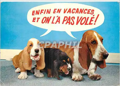 Moderne Karte Les Chiens Basset