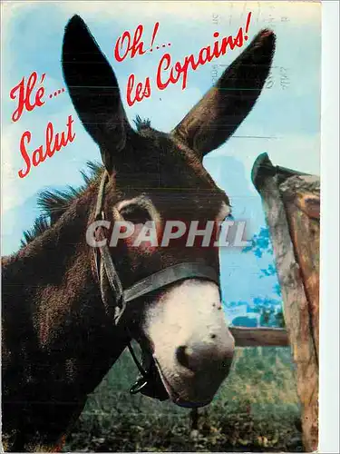 Cartes postales moderne Bichon en Vacances Ane Mule