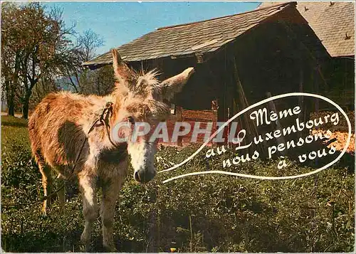 Cartes postales moderne Ane Mule