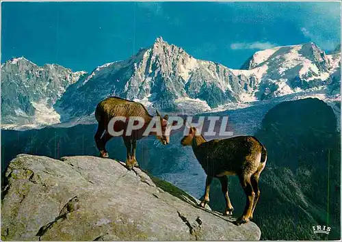 Cartes postales moderne Les Pyrenees Isards