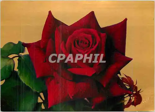 Cartes postales moderne Jolies Roses de France Rouge Meilland