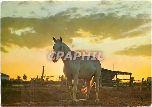 Moderne Karte La Camargue Pays de chasse et d'elevage