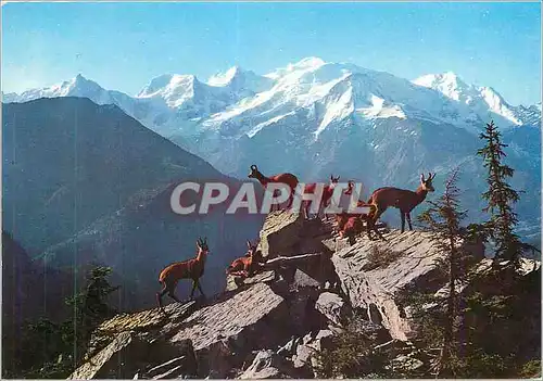 Cartes postales moderne Chamonix Mont Blanc Chamois et Massif du Mont Blanc vus des Fiz