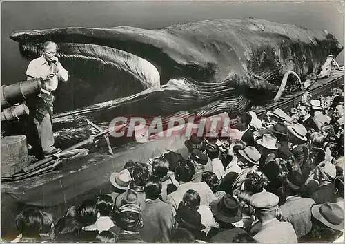 Moderne Karte La Baleine geante Jonas