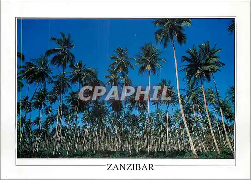 Cartes postales moderne Coconut plantation Zanzibar