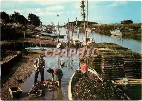 Cartes postales moderne Marennes Ch Mmes De retour des Parc a Huitres