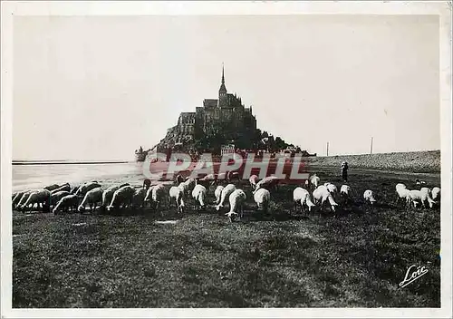 Cartes postales moderne Le Mont Saint Michel Moutons