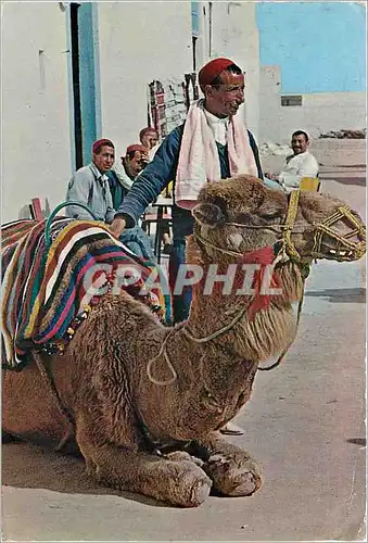 Cartes postales moderne Tunisie Chameau Taxi