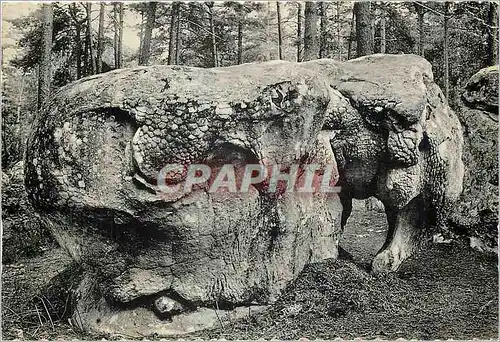 Cartes postales moderne Foret de Fontainebleau L'Elephant Gorges d'Apremont