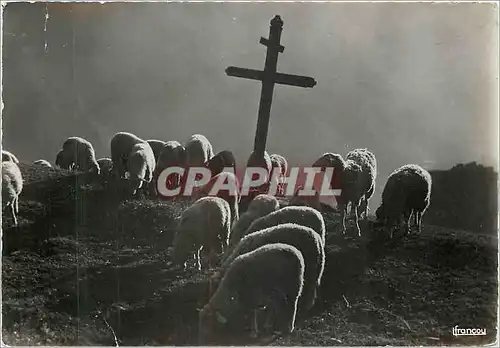 Cartes postales moderne Paix sur l'Alpe Agneaux Moutons