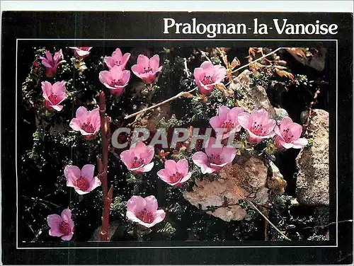 Cartes postales moderne Pralognan la Vanoise