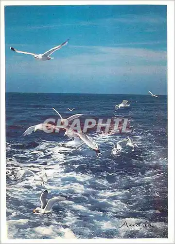 Cartes postales moderne Vol de Mouettes Chante le vent mele