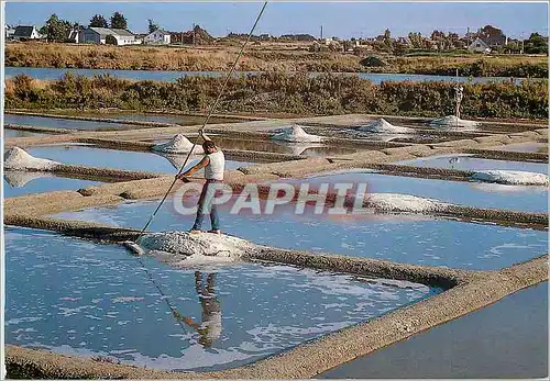 Cartes postales moderne Les Marais Salantis
