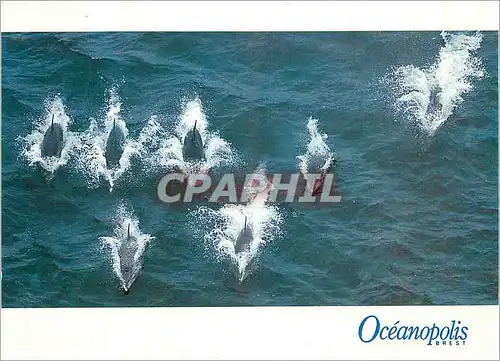 Cartes postales moderne Oceanopolis Brest Groupe de Grands Dauphins