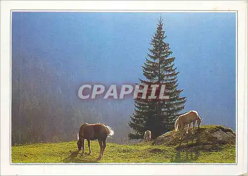 Cartes postales moderne Osterreich Tyrol Lipizzans