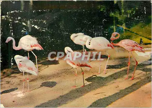 Moderne Karte Parc Floral de la Source a Orleans Loiret Les Flamants Roses