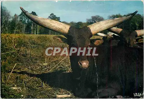 Cartes postales moderne Watussi Reserve Africaine du Chateau de Thoiry en Yvelines