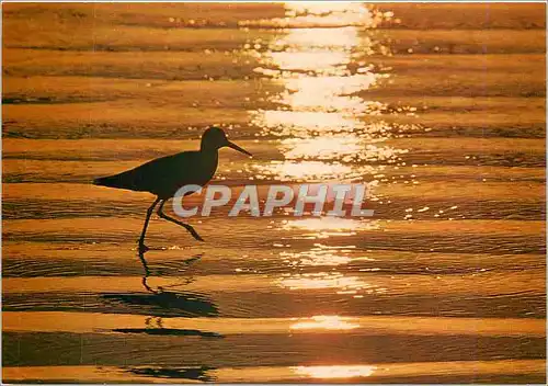 Cartes postales moderne Coucher de soleil Oiseau