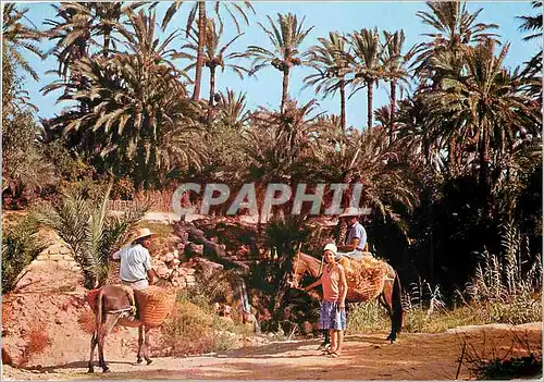 Cartes postales moderne Gabes Les Oasis Ane Mule